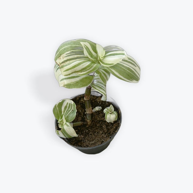 Plants | Tiny Greens