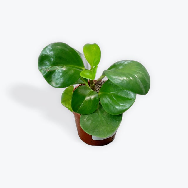 Plants | Tiny Greens
