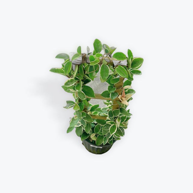 Plants | Tiny Greens